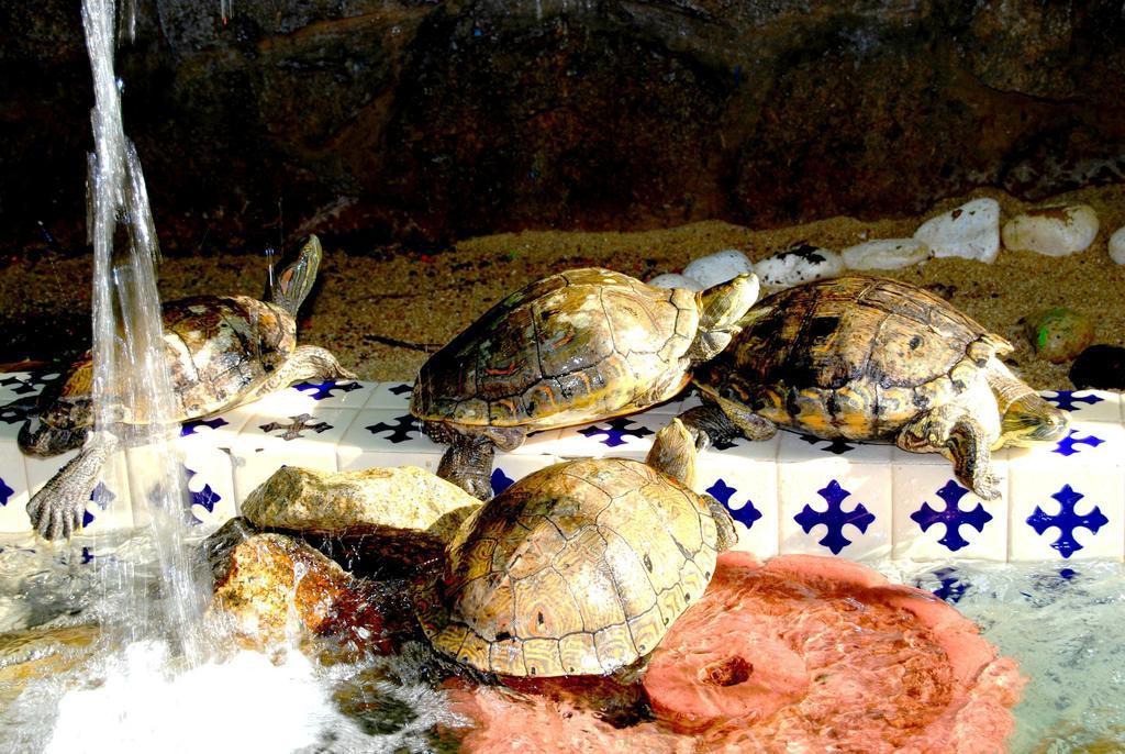 Hotel Acapulco Tortuga Luaran gambar